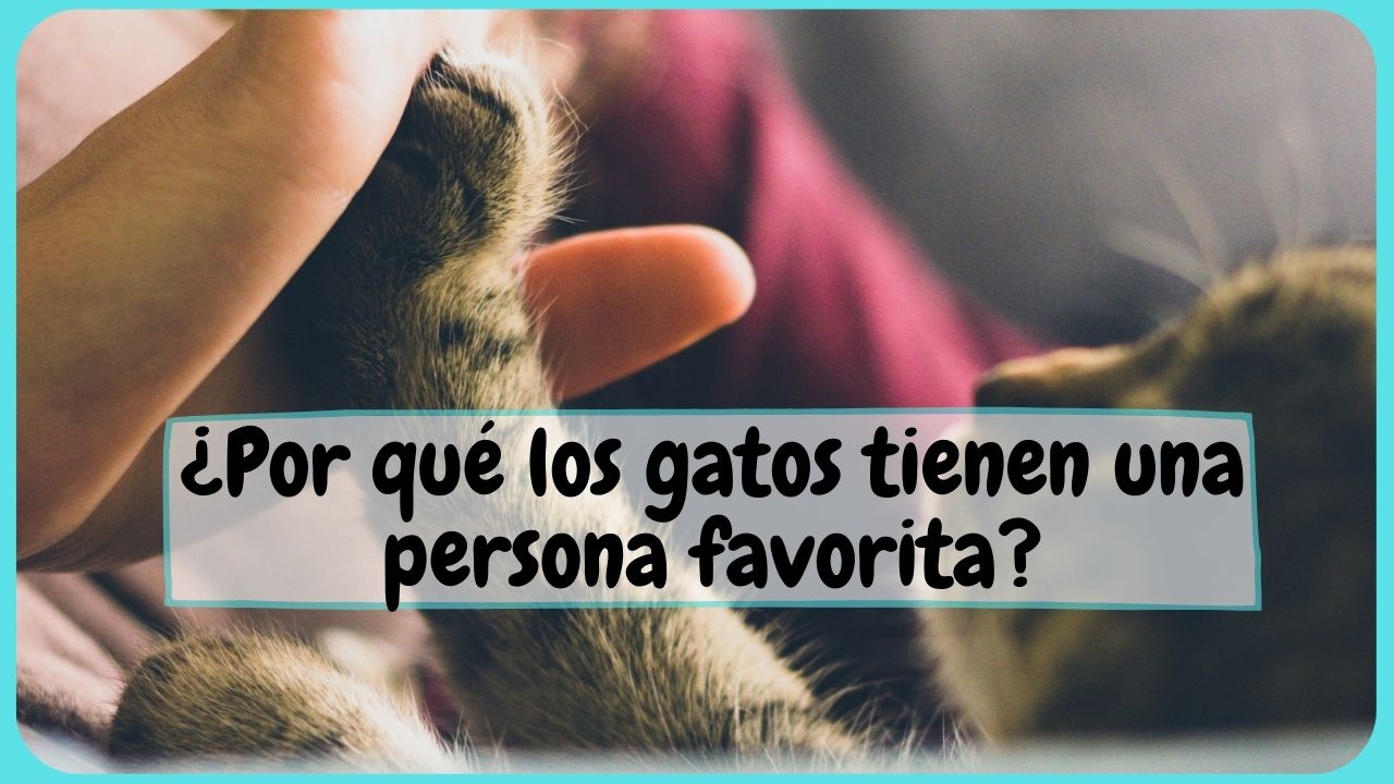 como eligen los gatos a su persona favorita