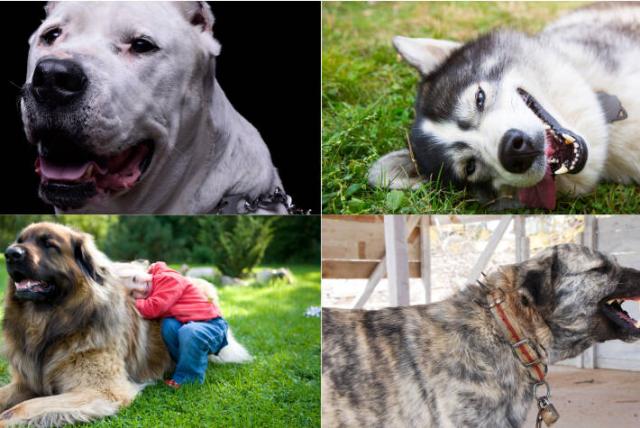 secuestrar Cariñoso Tradicion ▷ ¿Cuál es el perro con la mordida más fuerte del mundo? | Mascota Express ®