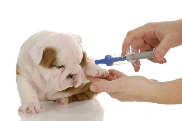 Camino repetir promedio ▷ ¿Cuánto cuesta la inyección para desparasitar a un perro? | Mascota  Express ®