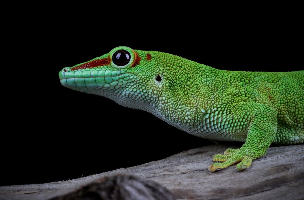 níquel galón En cualquier momento ▷ ¿Cómo criar a un gecko? | Mascota Express ®